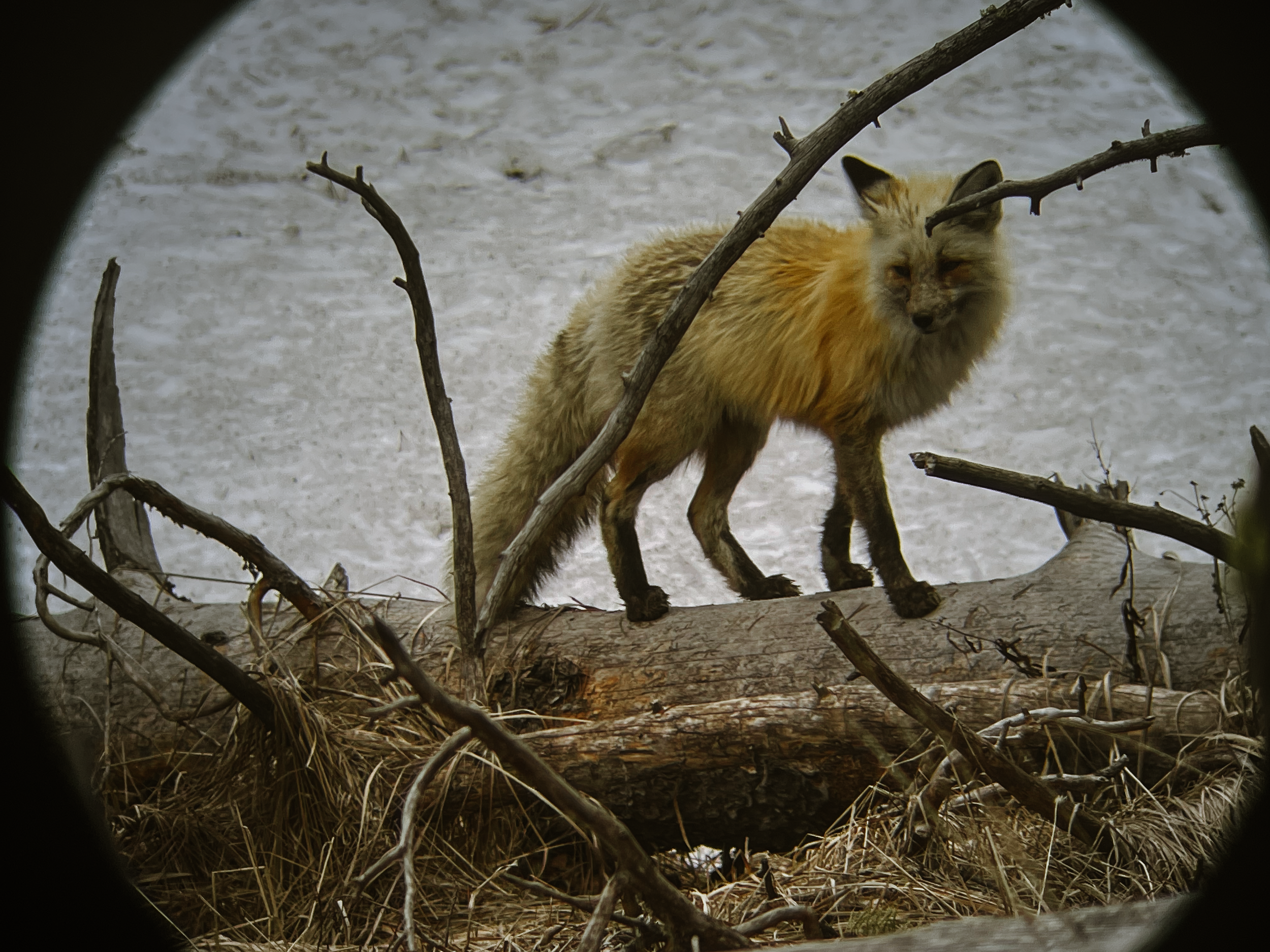 IMG_4545.png