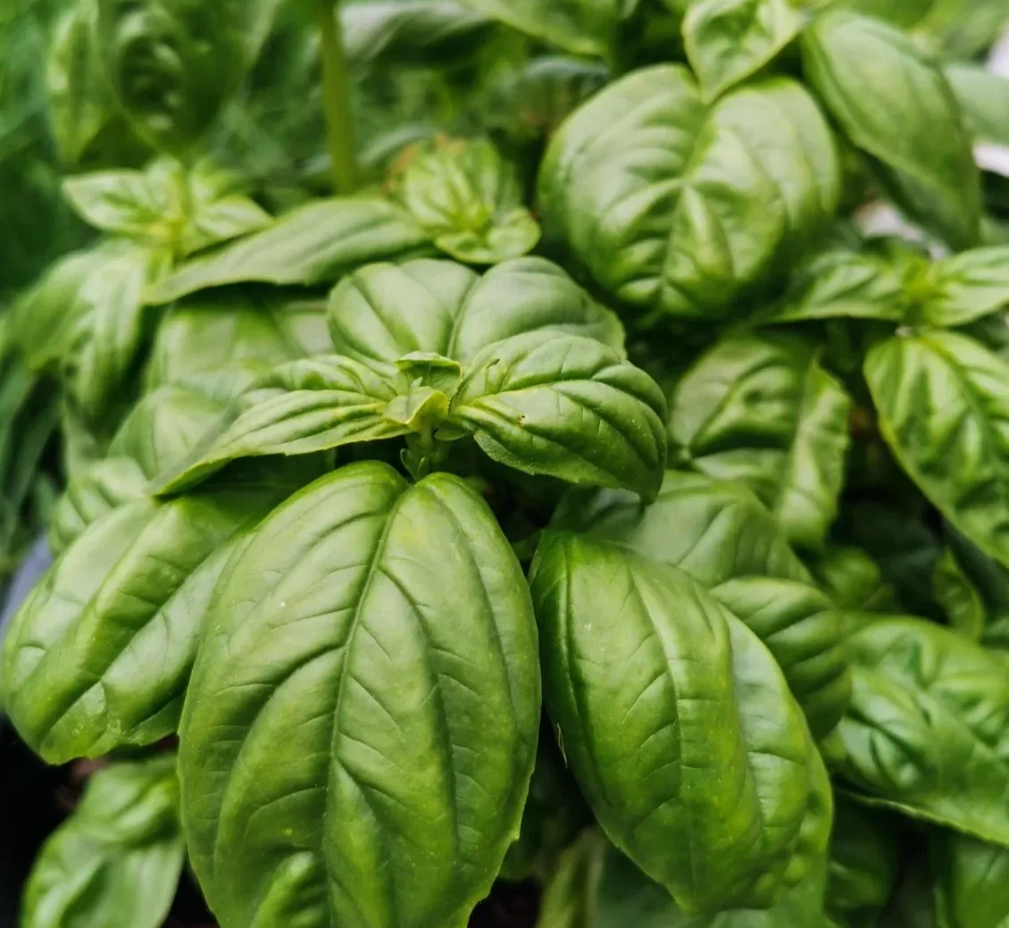 Close-up of fresh basil plant leaves with prominent veins.