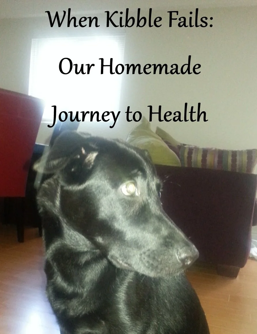 When Kibble Fails: Our Homemade Journey to Health