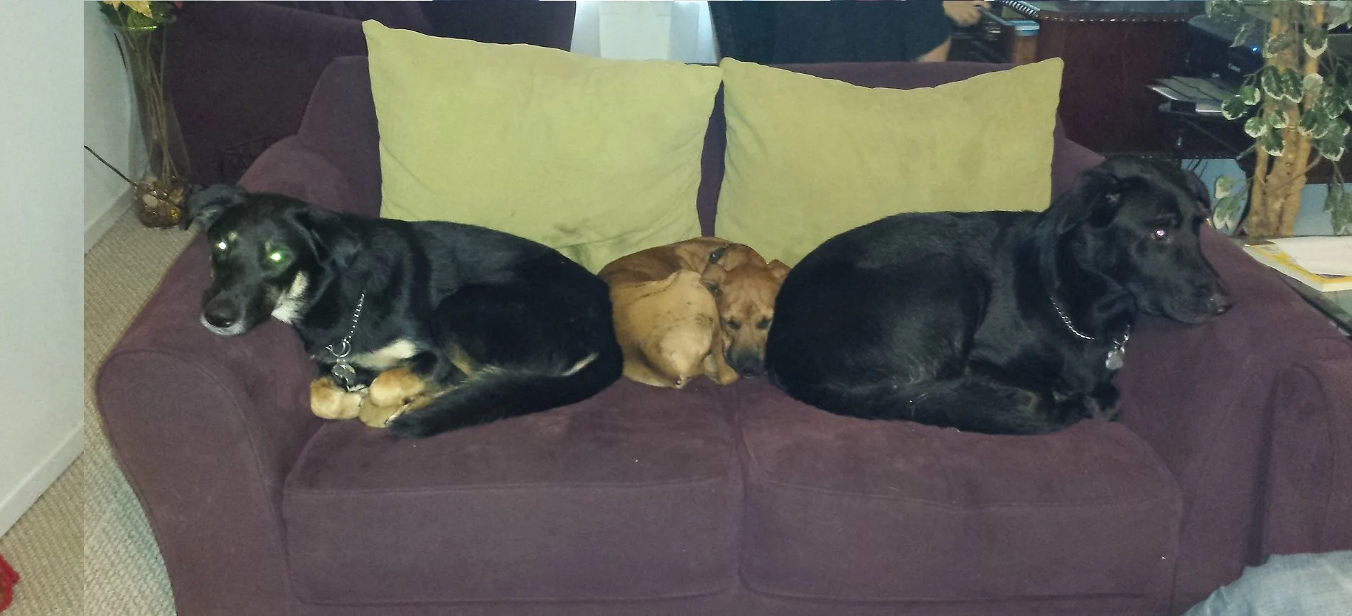 snuggle time.jpg