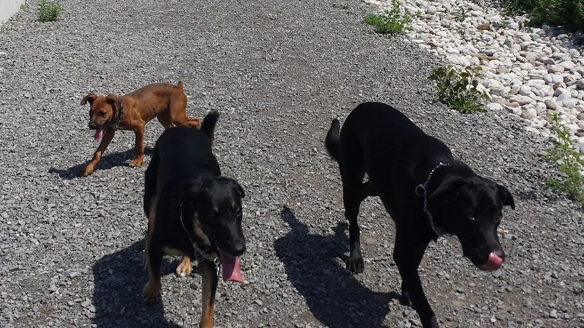 boys+walking+in+park.jpg