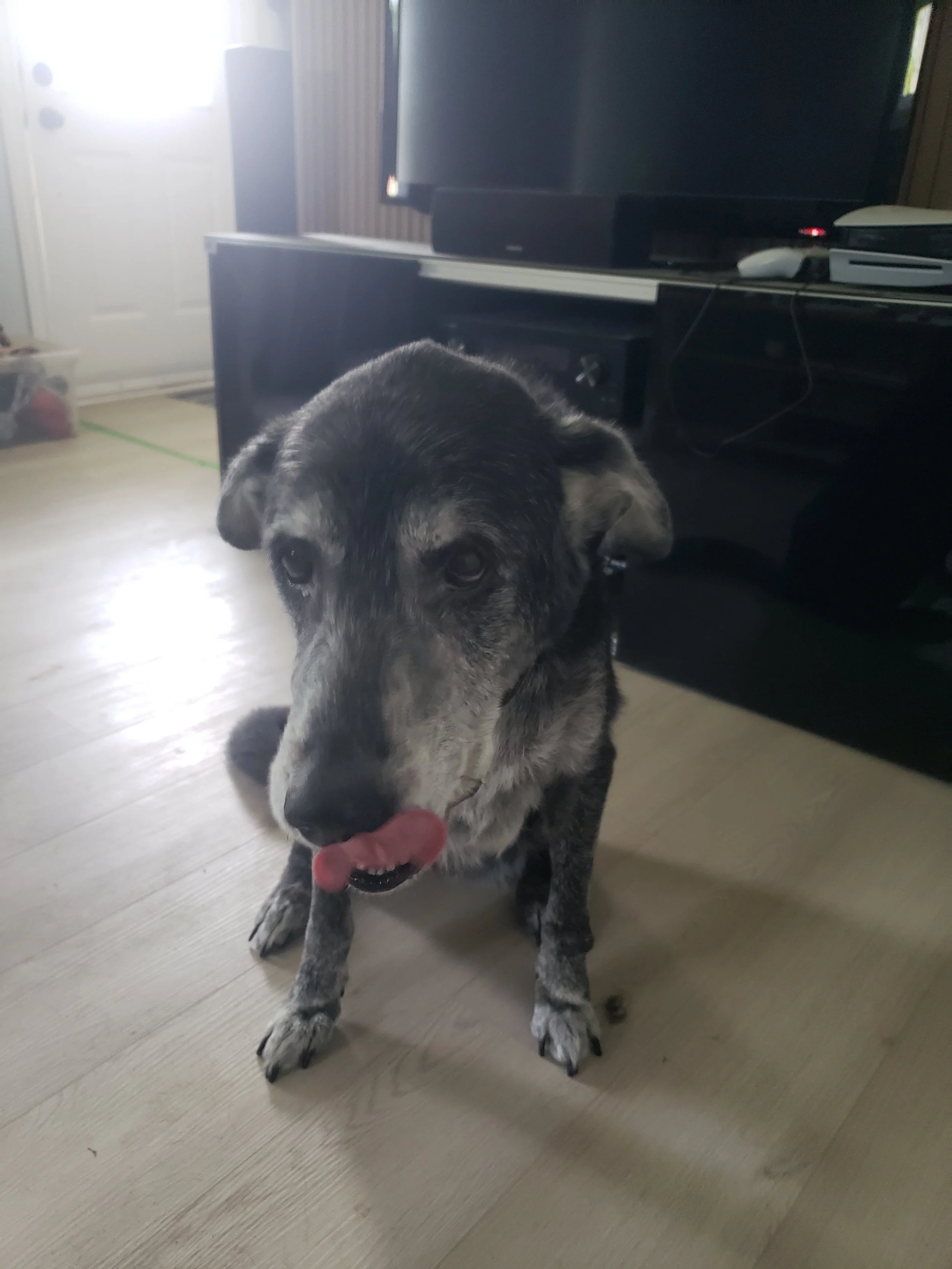 The Golden Years: Caring for Our Senior Dogs with Love, Wisdom, and Grace