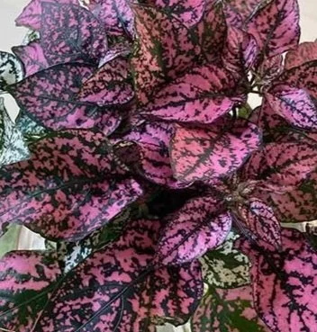 Close-up of pink and purple patterned leaves with green accents.