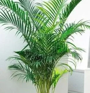 Indoor green palm plant with multiple fronds