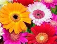 Colorful array of flowers including yellow, pink, white, red, and purple blooms.