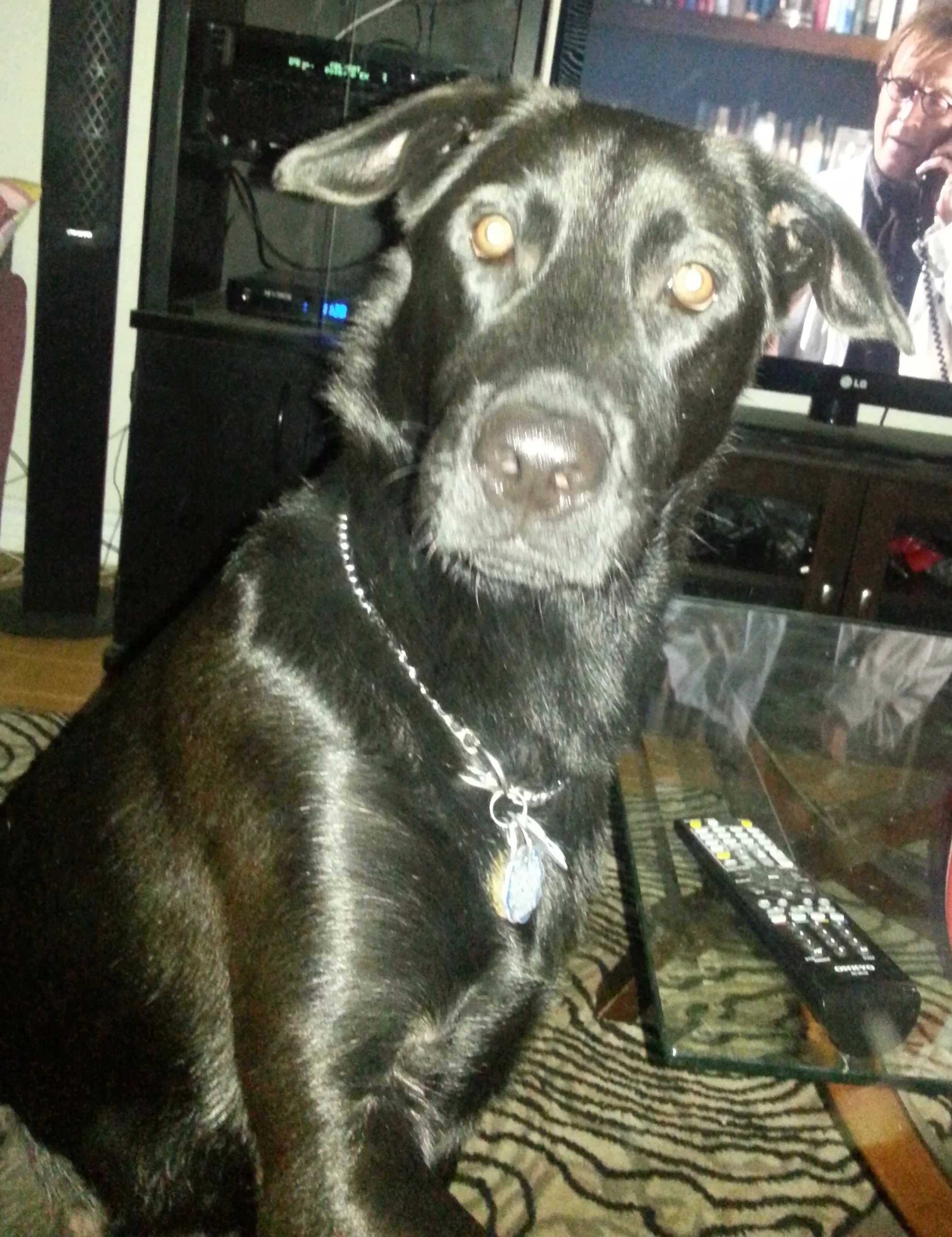 A black dog with brown eyes sitting on a zebra print rug, looking directly at the camera, with a TV on in the background showing a person talking on the phone.
