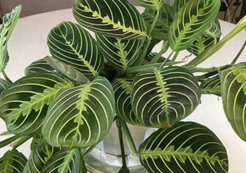 A potted plant with large, dark green leaves marked with prominent white veins.