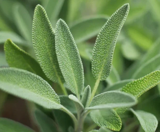 Close-up of fuzzy green sage plant leaves.