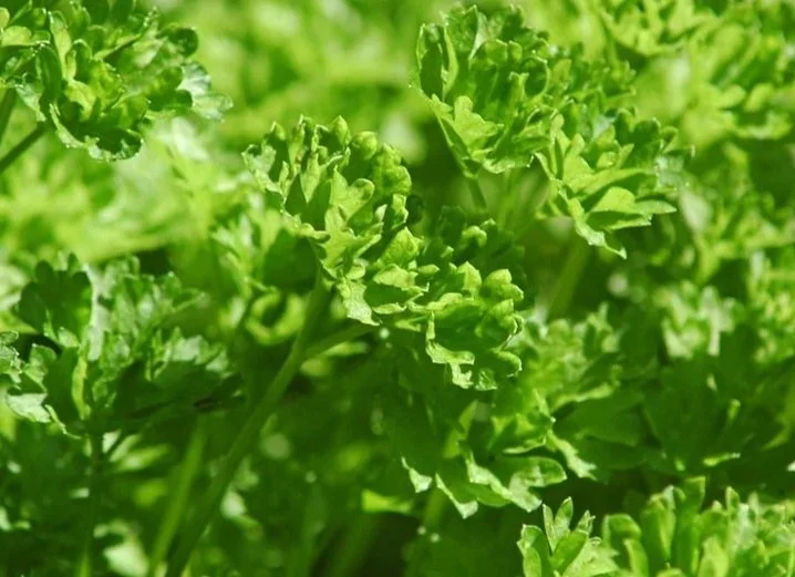 Close-up of green parsley leaves.
