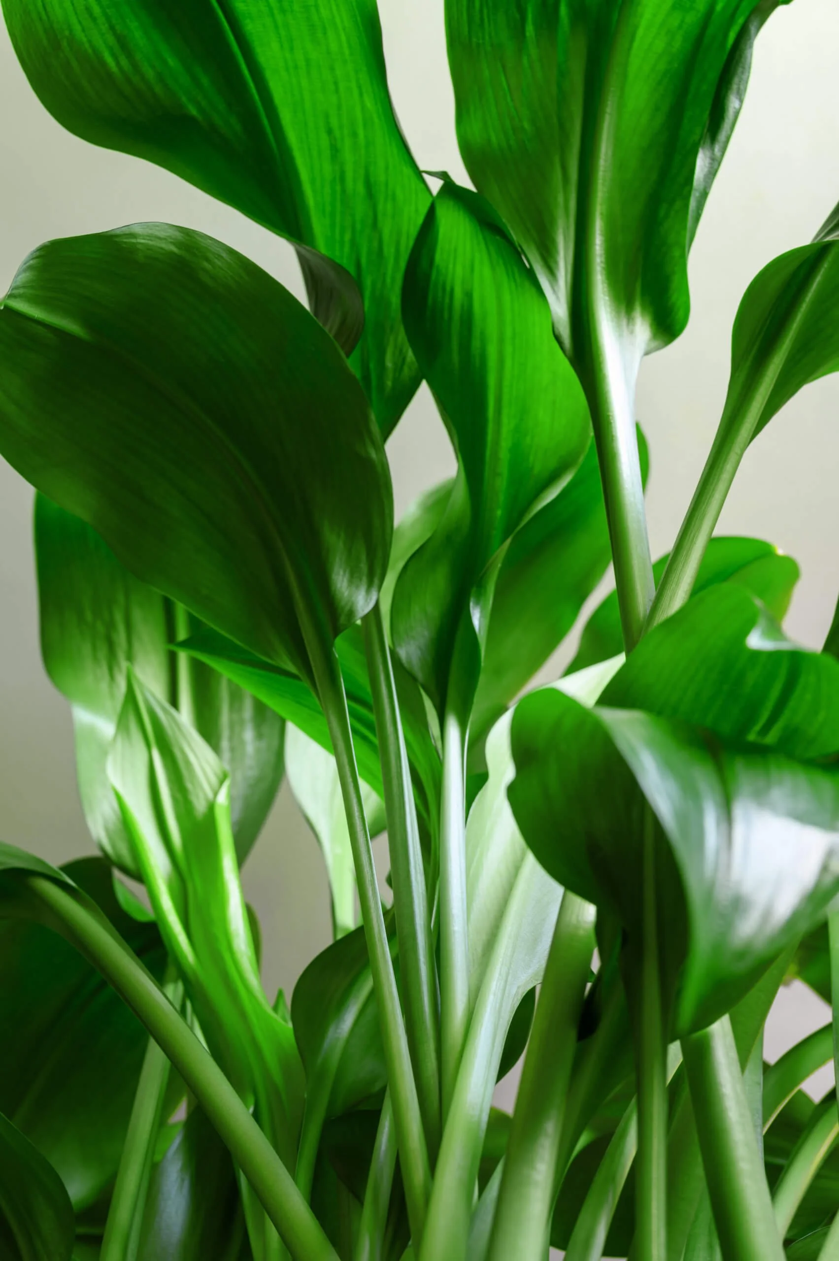Close-up of a lush, green indoor plant with large, shiny leaves.