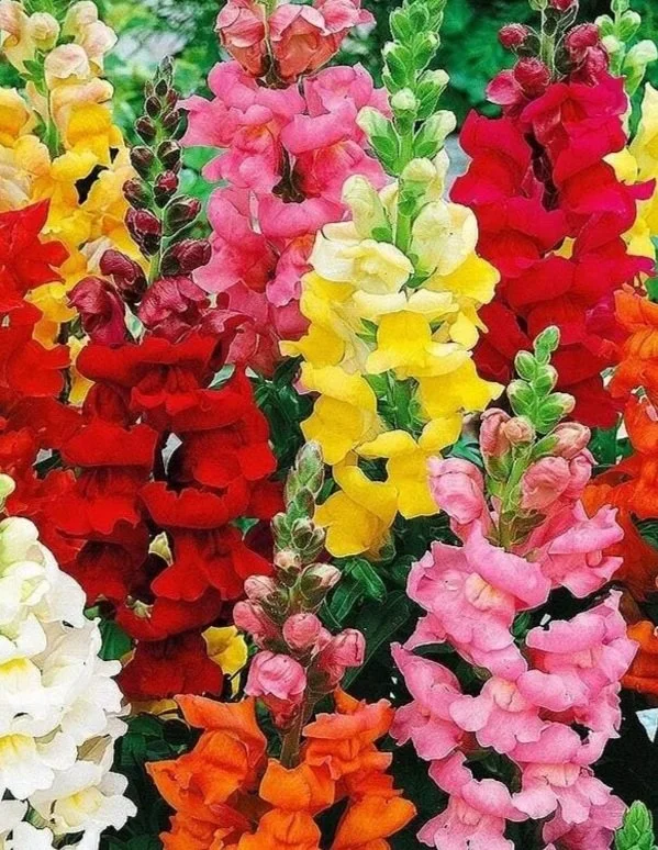 A close-up view of multiple colorful snapdragon flowers in shades of pink, red, yellow, orange, and white, with green foliage in the background.