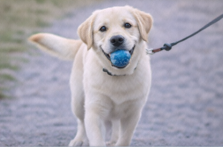 🎓 Confident Companion Program (60 min. sessions) - Master Foundation Skills