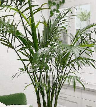 Indoor houseplant with tall, green, palm-like leaves in a bright room.