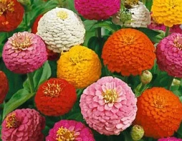 Colorful globe amaranth flowers in various shades of pink, red, orange, yellow, and white.