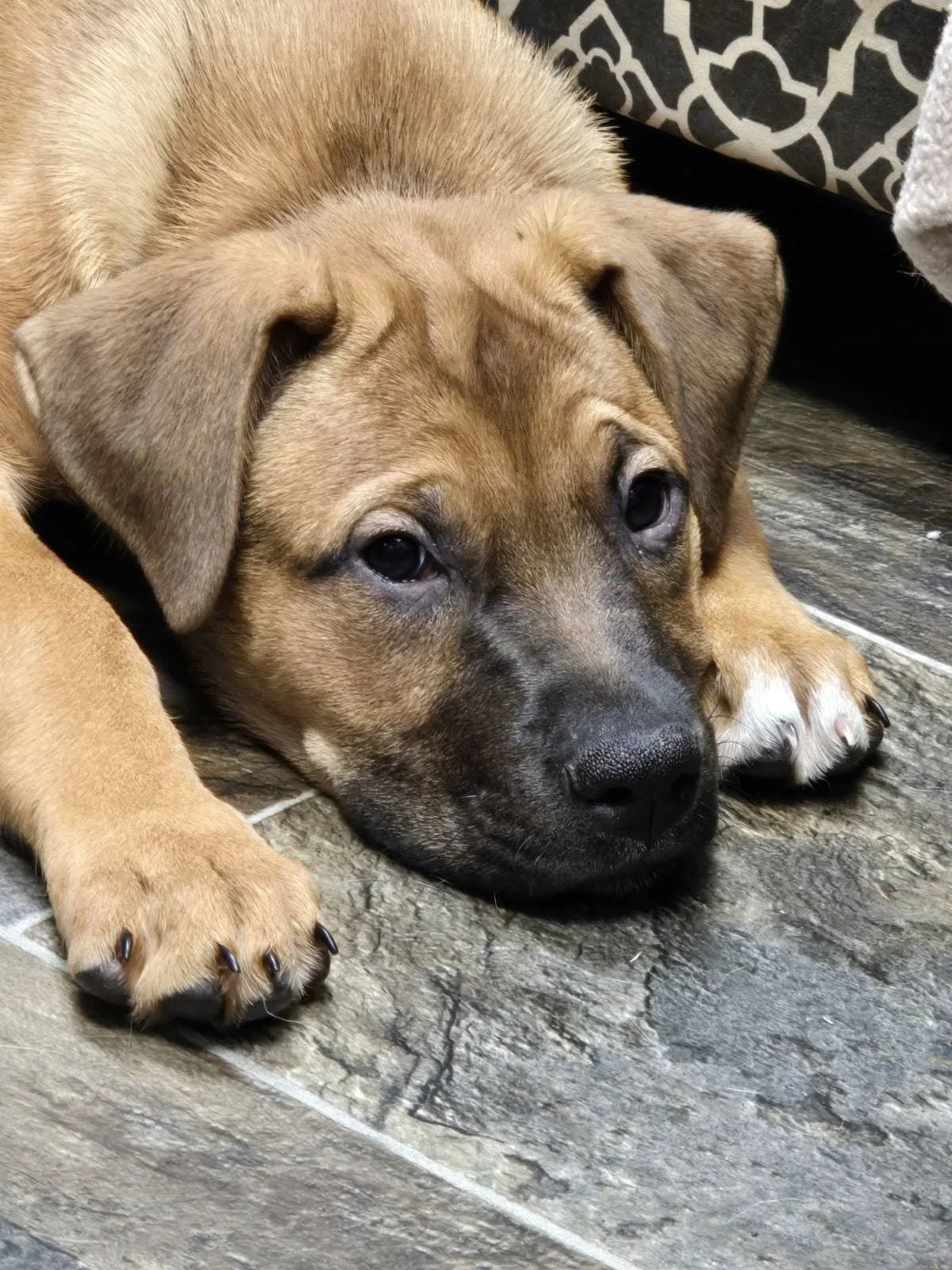Puppy Che
