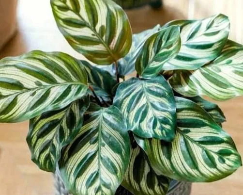 A potted Calathea plant with green and white striped leaves.