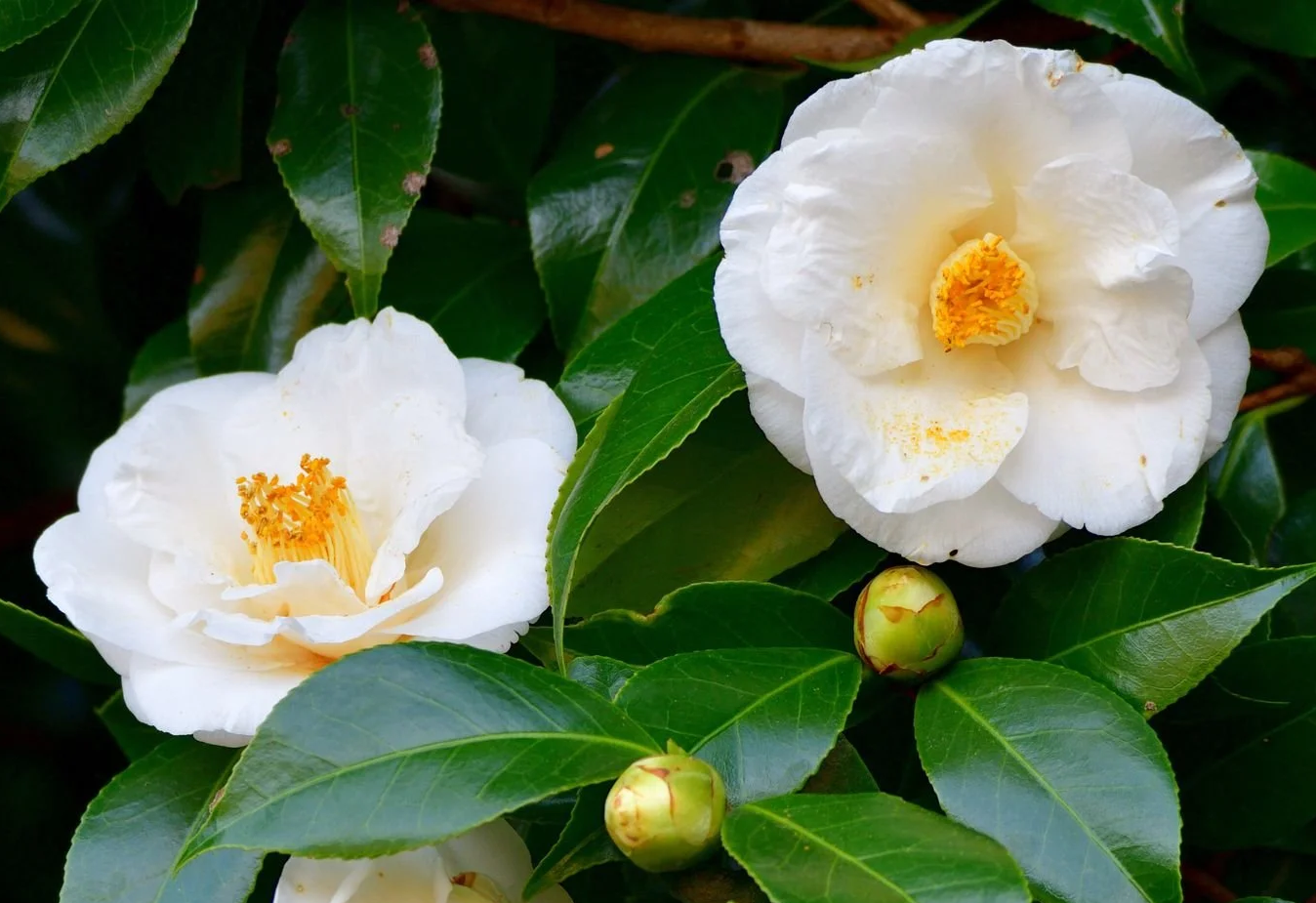 Close-up of white camellia flowers with yellow centers and dark green leaves.
