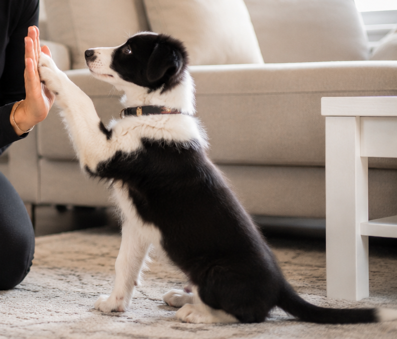 puppy high five.png (Copy)