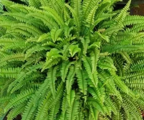 Close-up of a lush green fern plant with detailed fronds.