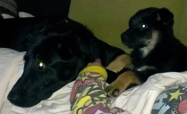 Two dogs cuddling on a bed with a person's arm resting near them.