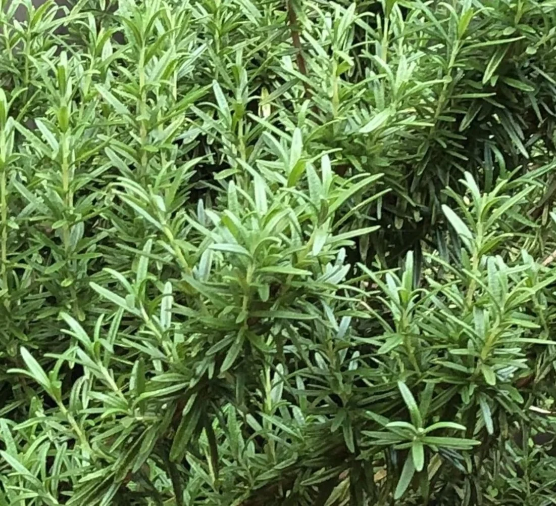 Close-up of dense green rosemary plant with narrow, elongated leaves.