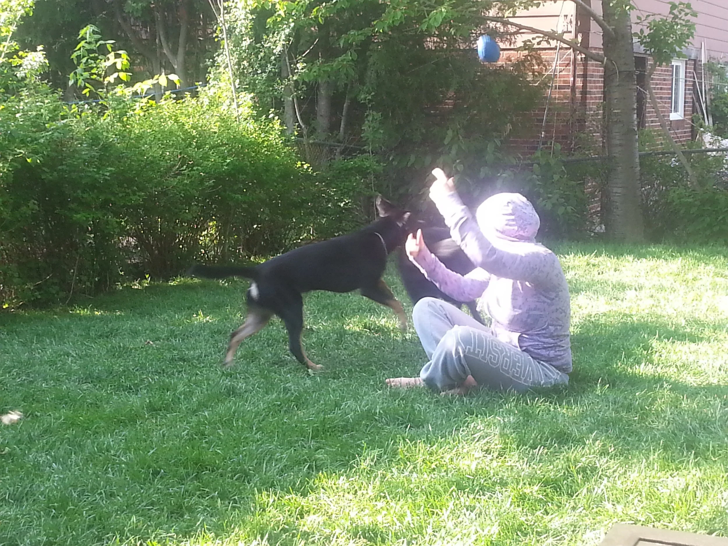 A young child wearing a hoodie and gray sweatpants sitting on the grass in a backyard, playing with a black dog with tan markings that is leaping towards the child, near bushes and a tree.
