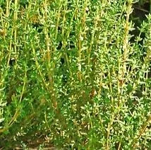 Close-up of green, spiky, herbaceous plants with small white flowers.
