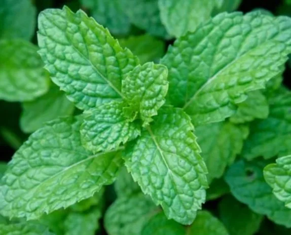 Close-up of fresh green mint leaves.