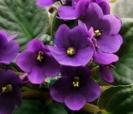 A cluster of purple African violets with yellow centers and green leaves.
