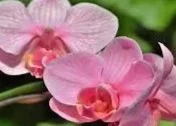 Close-up of pink orchids with green foliage in the background.