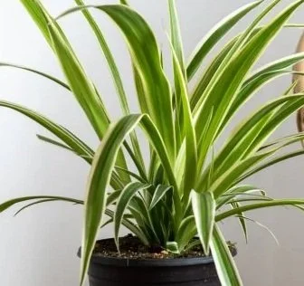 A potted green spider plant with long, arching variegated leaves.