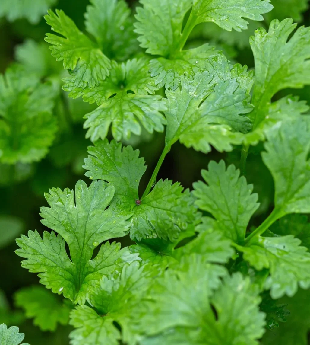 Close-up of green cilantro leaves with detailed veining.