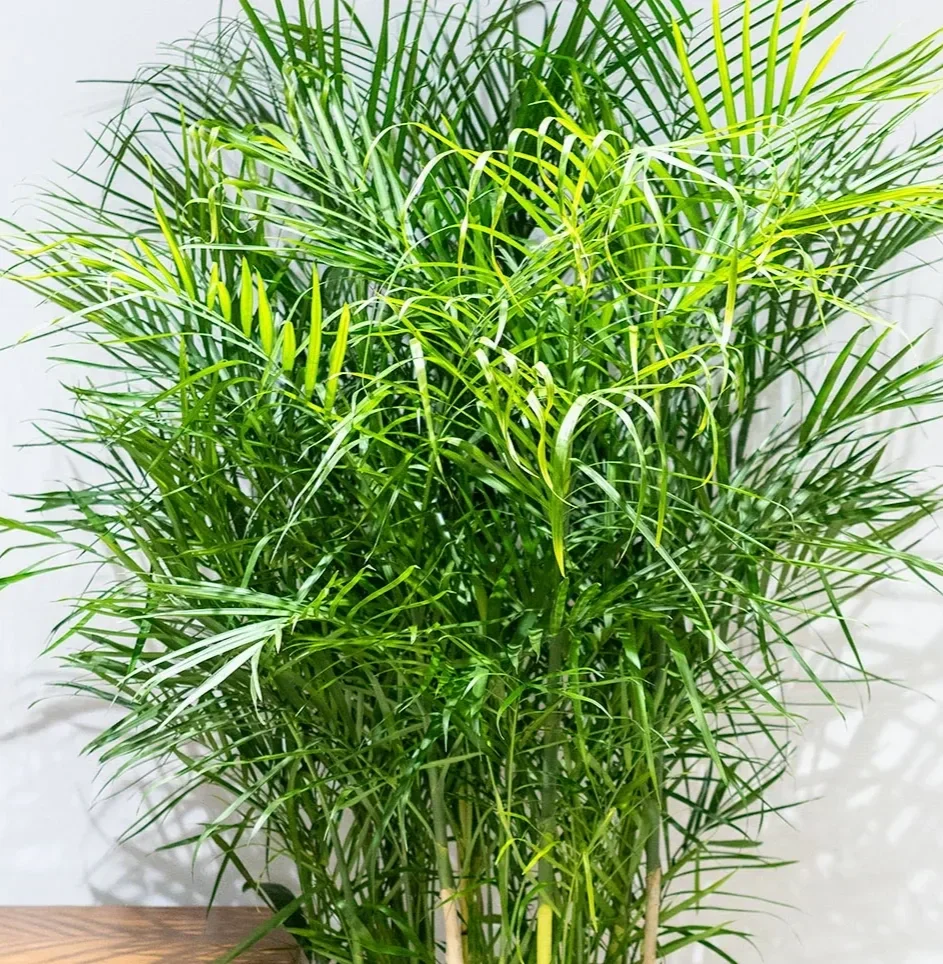 A lush green potted indoor palm plant with long, narrow leaves.