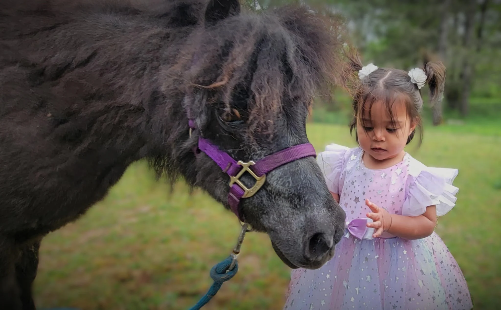 Young girl with pigtails wearing a pink dress with purple stars petting a black horse with a purple halter outdoors in a grassy area with trees in the background.