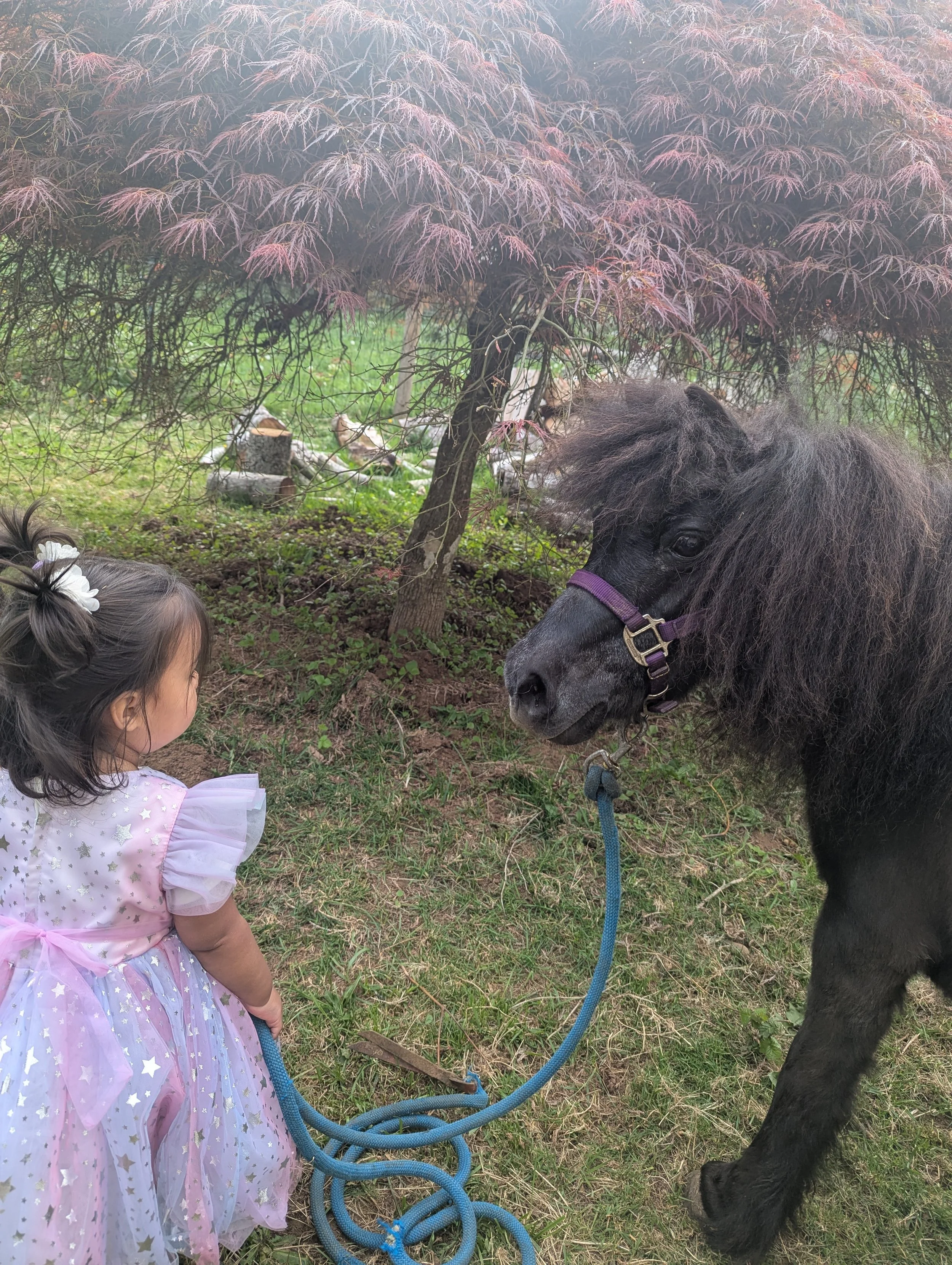 A young girl with a white and pink dress decorated with stars is standing outside, looking at a small black horse or pony. The pony has a purple halter and is tied to a tree with a blue leash. The scene is in a grassy area with a tree with pinkish leaves in the background.