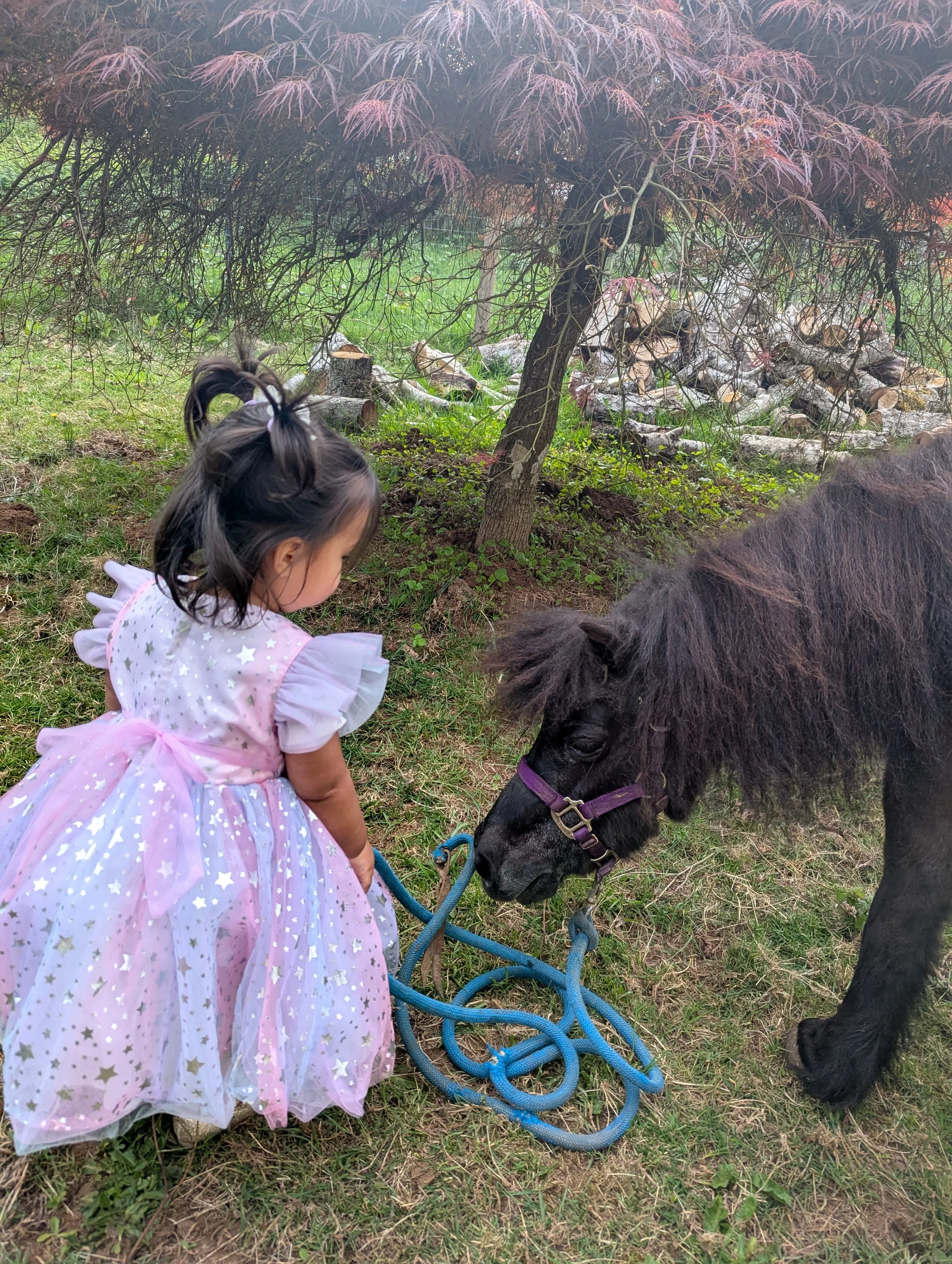 A young girl in a pink, star-patterned princess dress is interacting with a small black pony, tying a blue rope around its head, under a tree with purple leaves, and a pile of chopped firewood in the background.