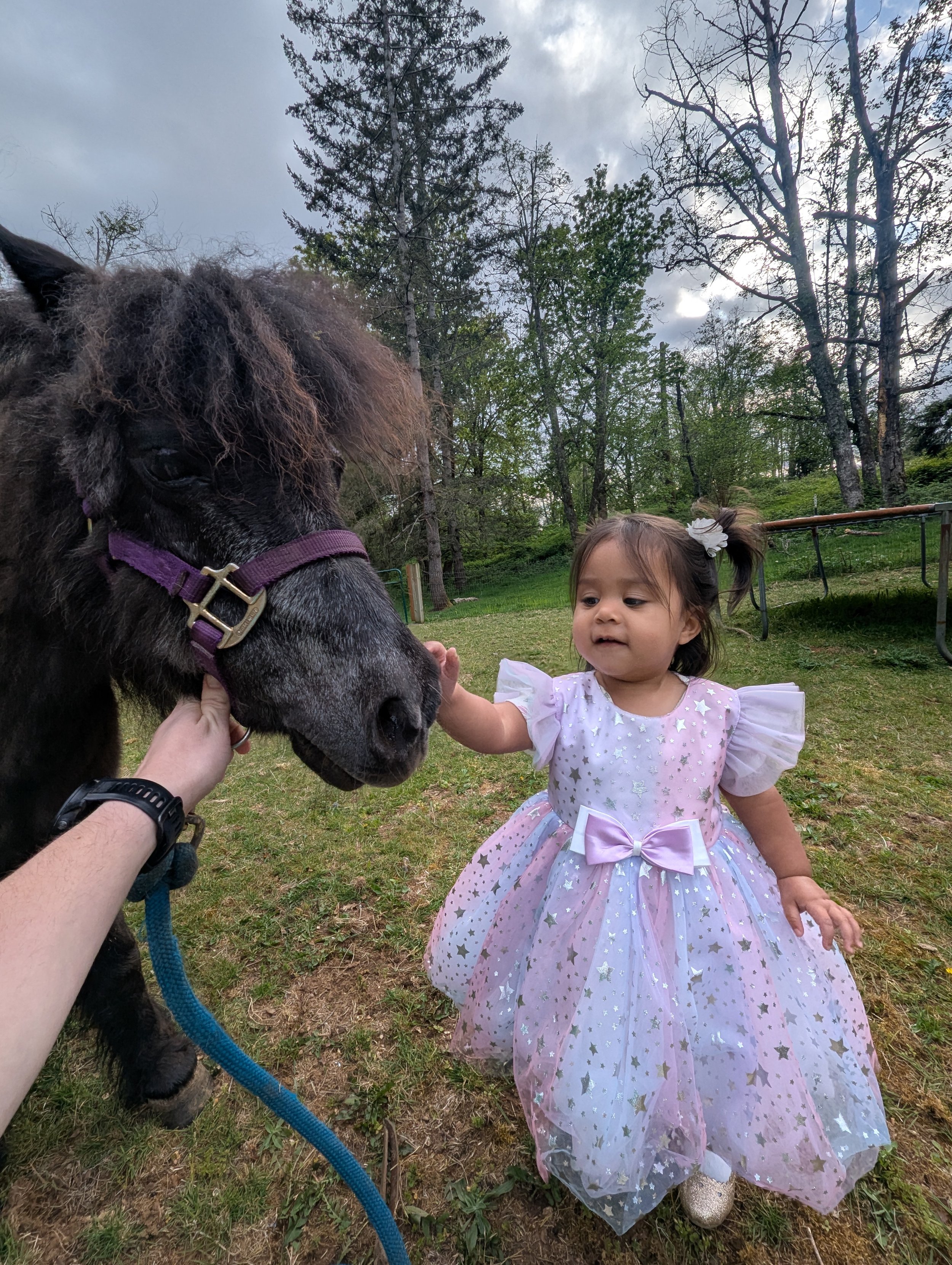 A young girl with a white bow in her hair, wearing a pink dress adorned with stars and a purple bow, interacts with a black pony that has a purple halter and fluffy hair, outdoors in a green area with trees and a cloudy sky overhead.