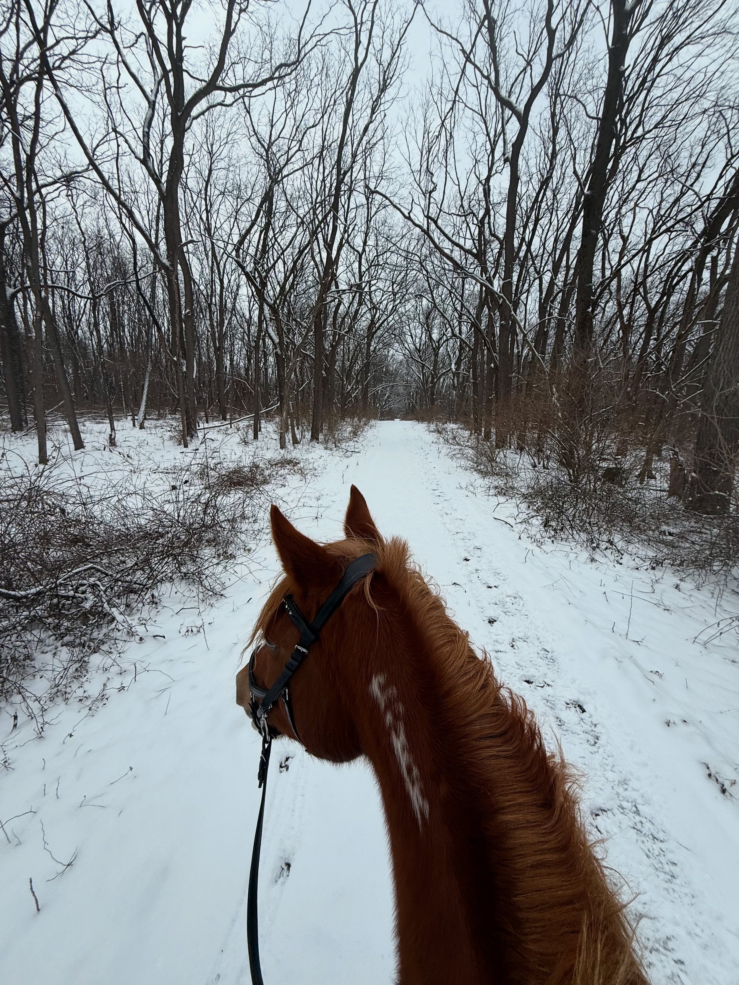 Seasonal Saddle Fit Changes: Why Your Horse Needs Regular Checks All Year