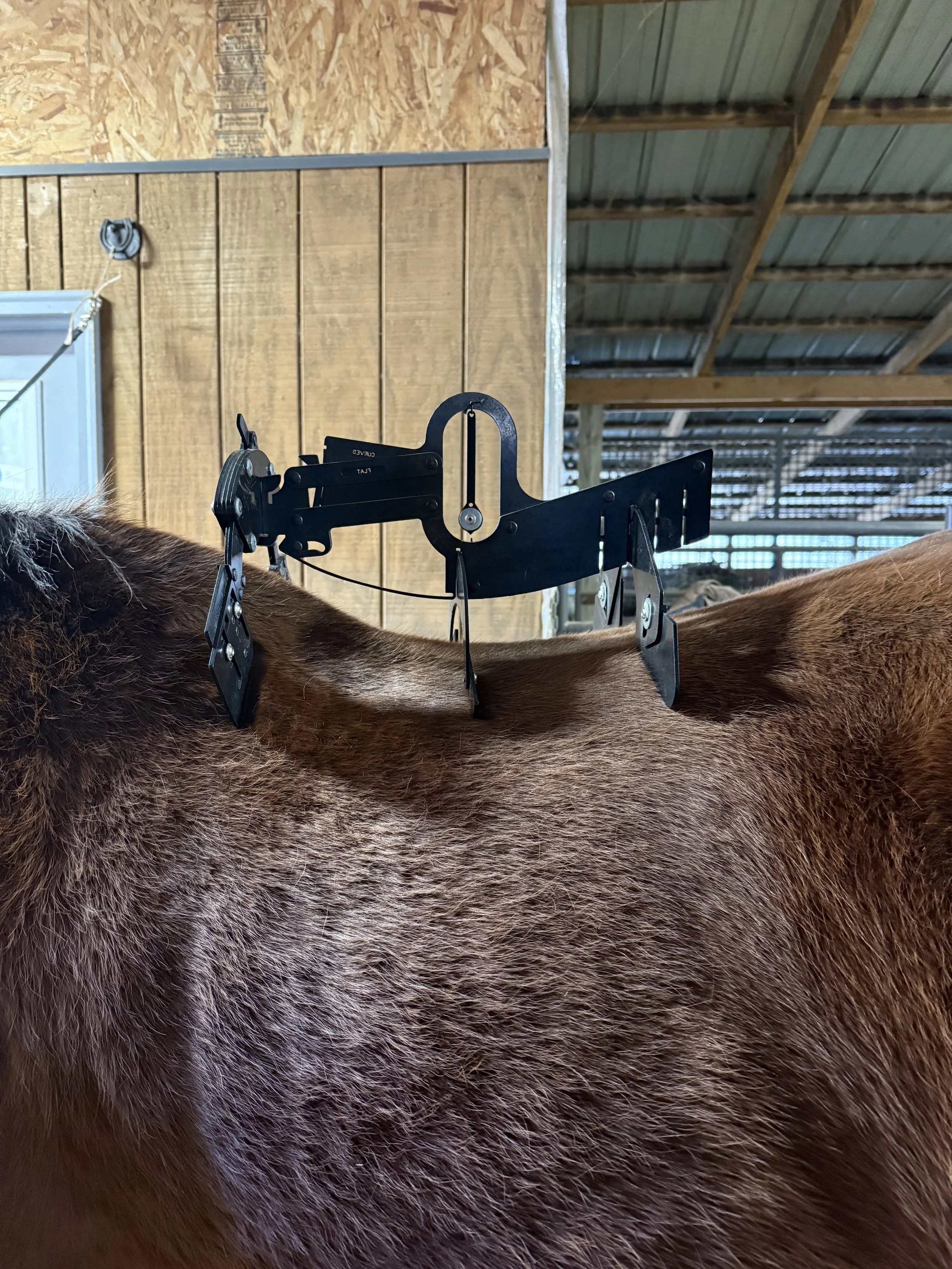 Can a Bad Saddle Fit Cause Behavior Problems in Horses?