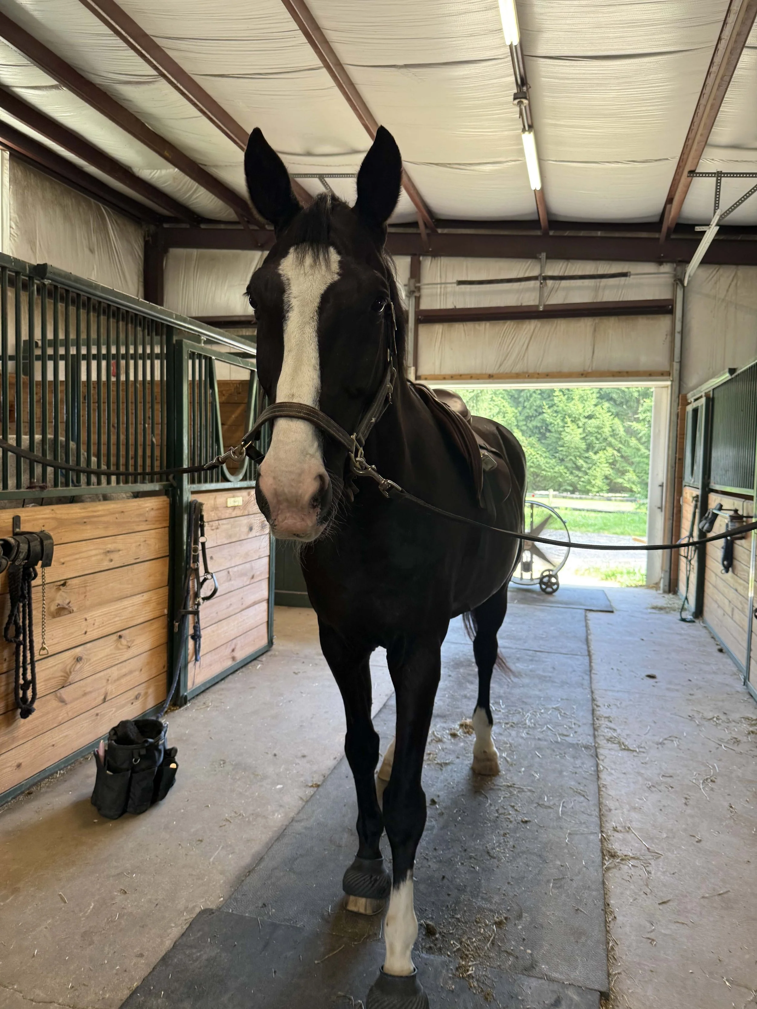 What to Expect at Your First Saddle Fitting Appointment