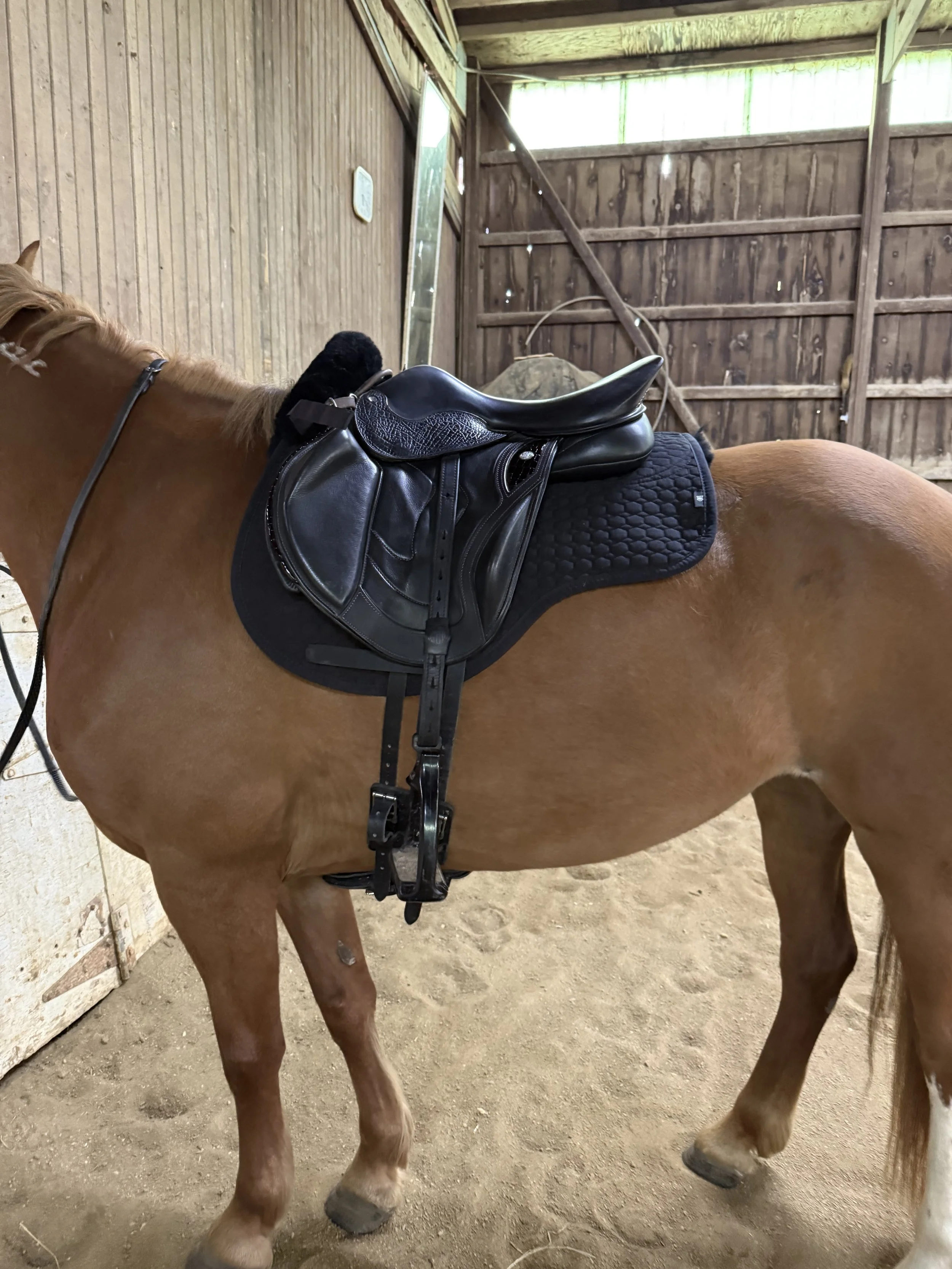 Do Saddle Pads Fix a Bad Saddle Fit? What They Can (and Can't) Do