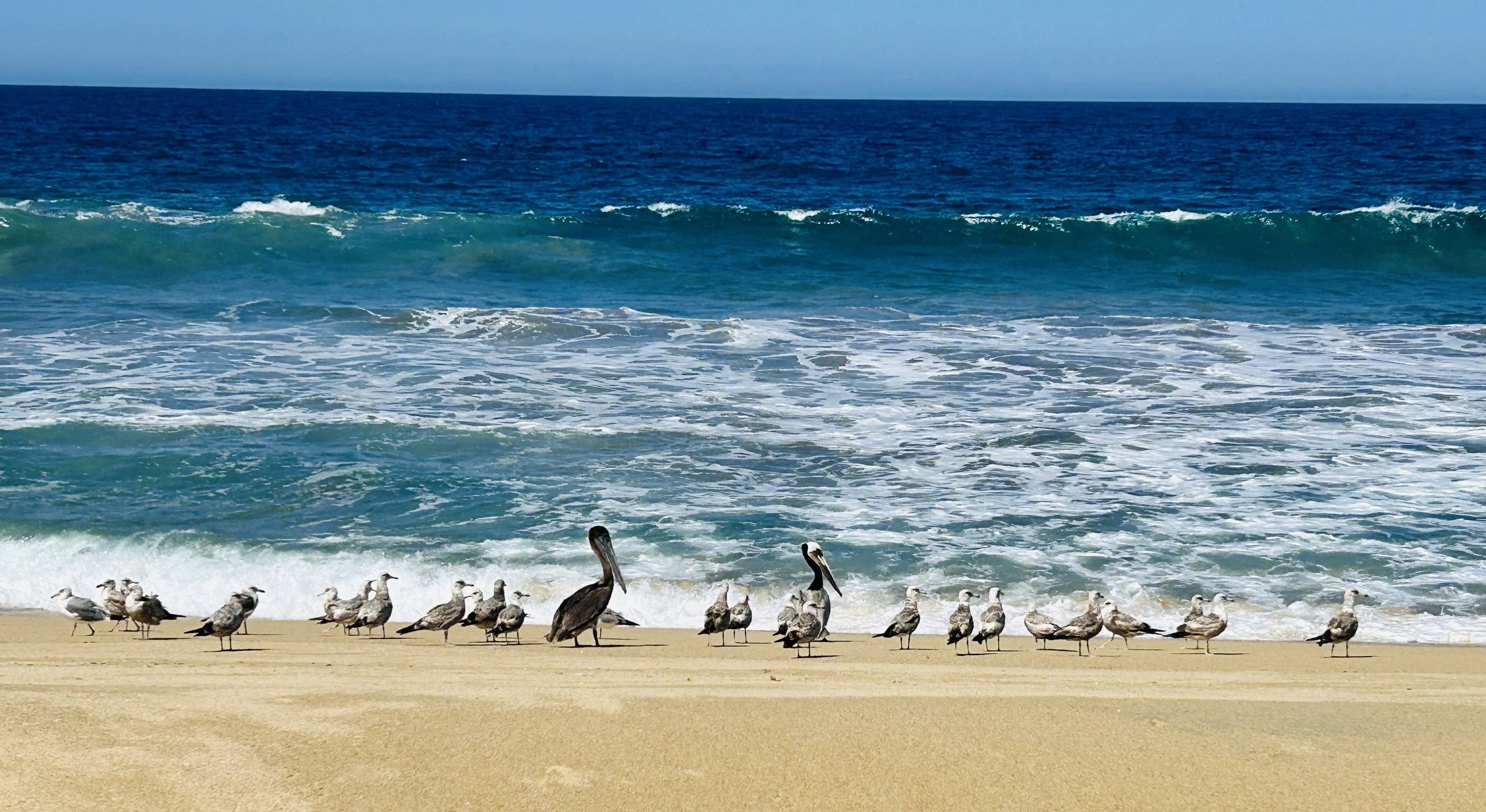 PR 2026 pelicans.jpeg