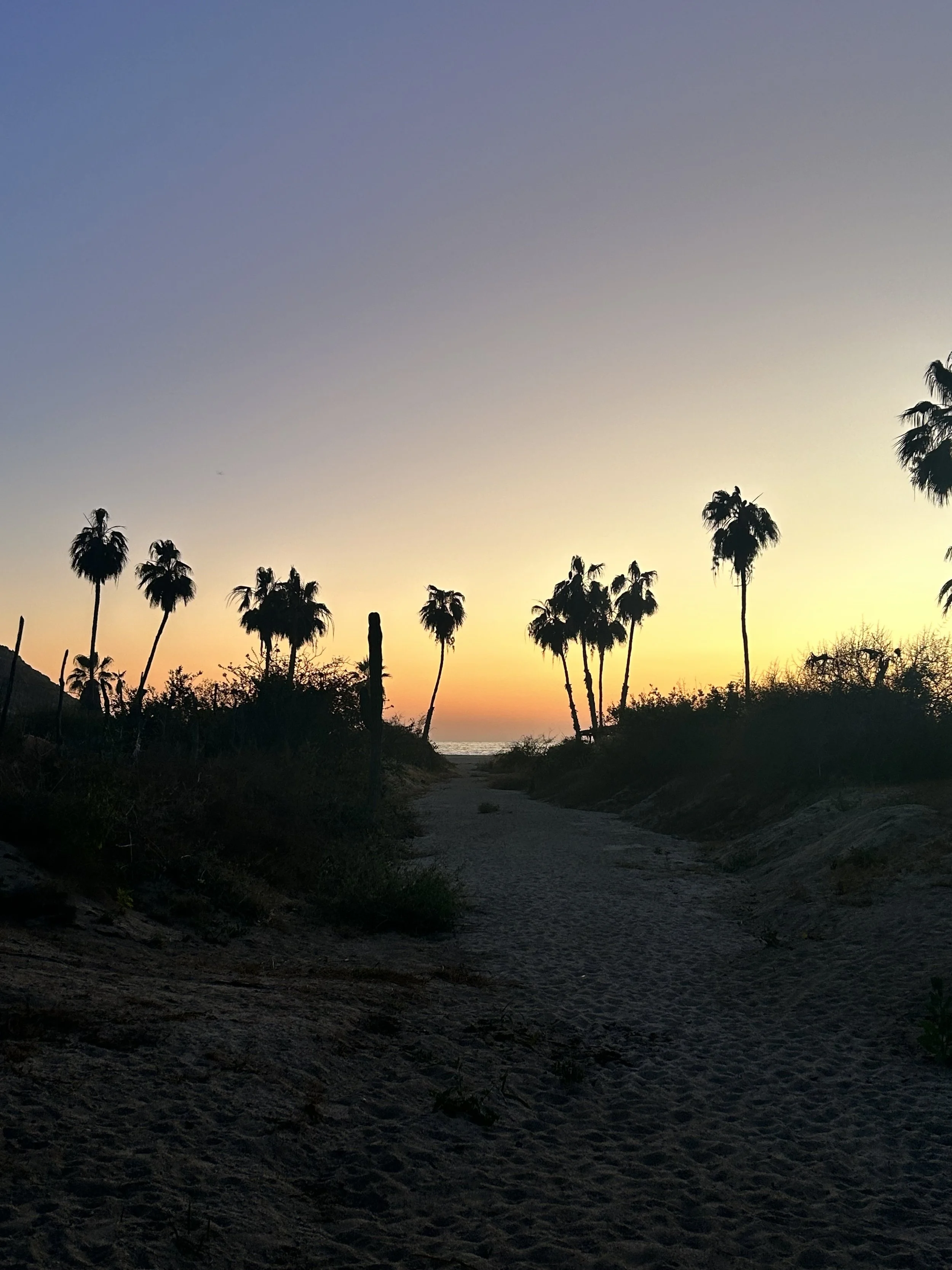 PR 2026 palmtree sunset.jpeg