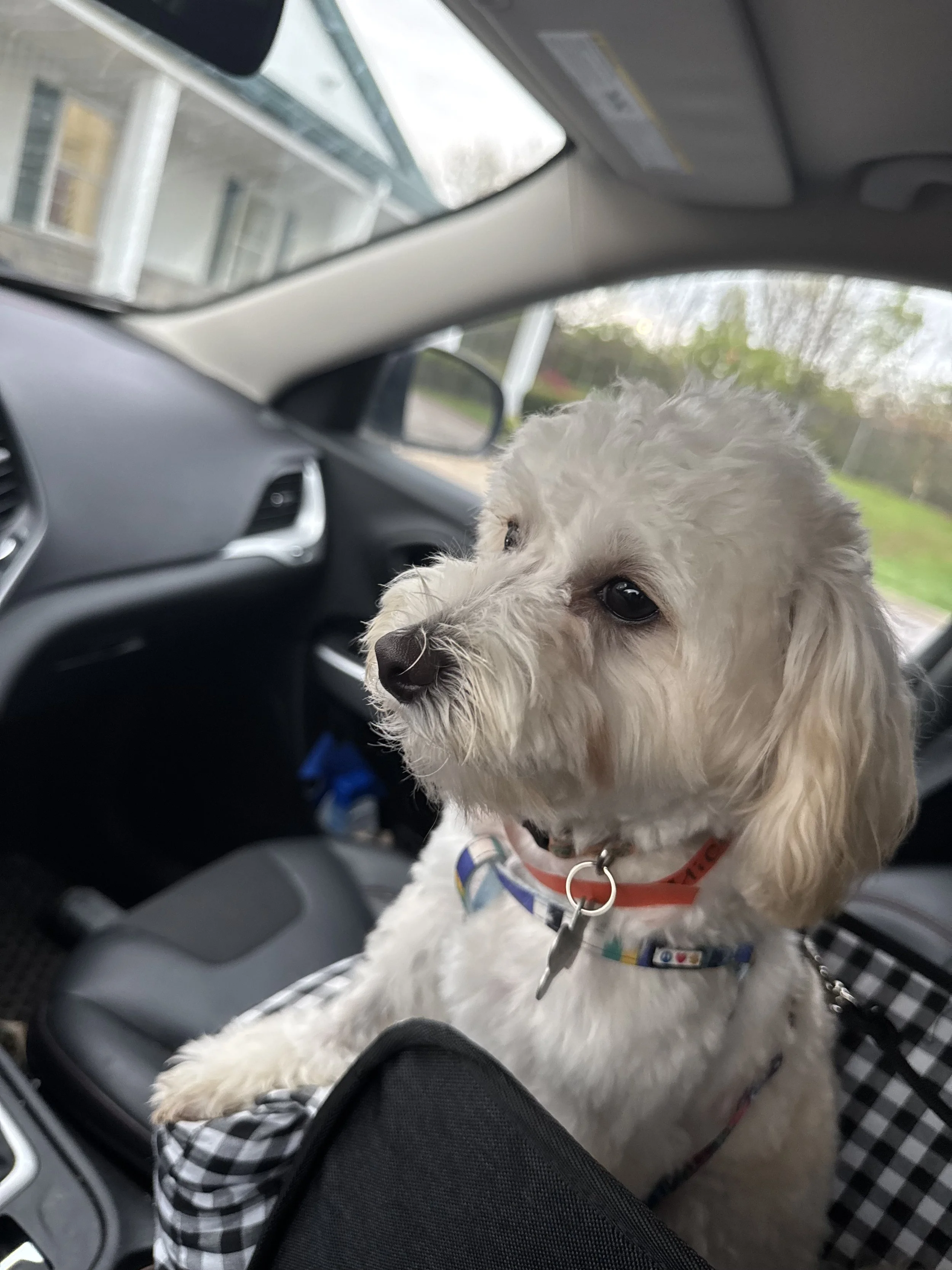 Small white dog sitting in a car.