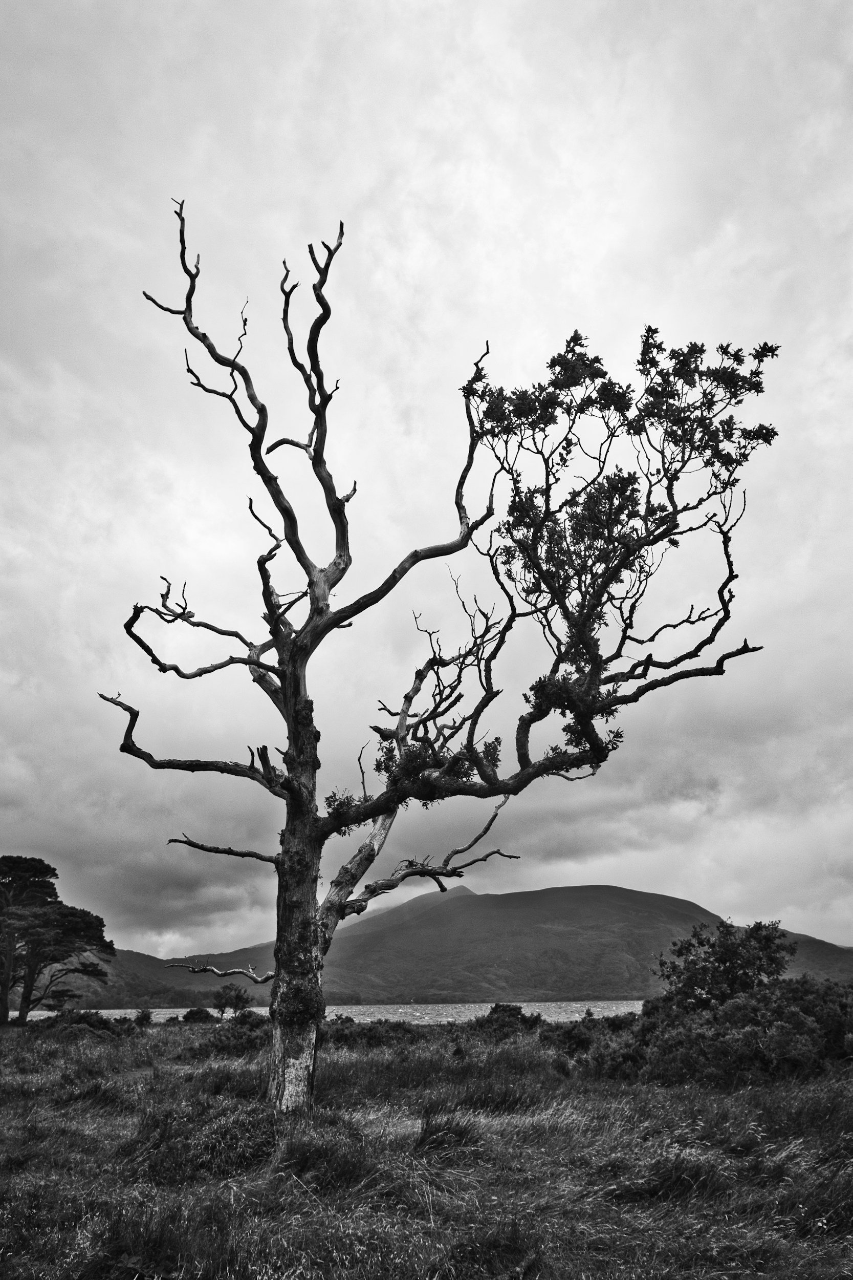 A leafless tree with a gnarled trunk in a grassy field, with rolling hills and a cloudy sky in the background.