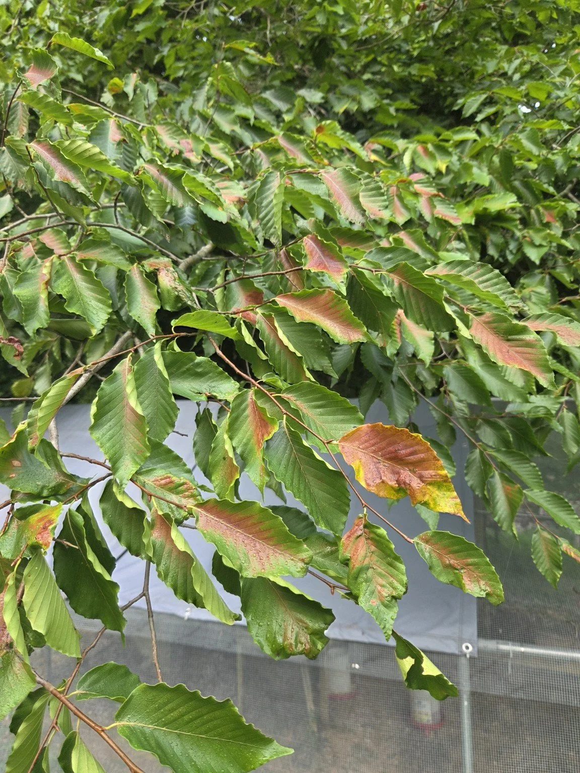 Beech Tree showing signs of drought stress. TikTok video explaining the woolly beech aphid diagnosis. https://www.tiktok.com/t/ZP8tpjxqk/