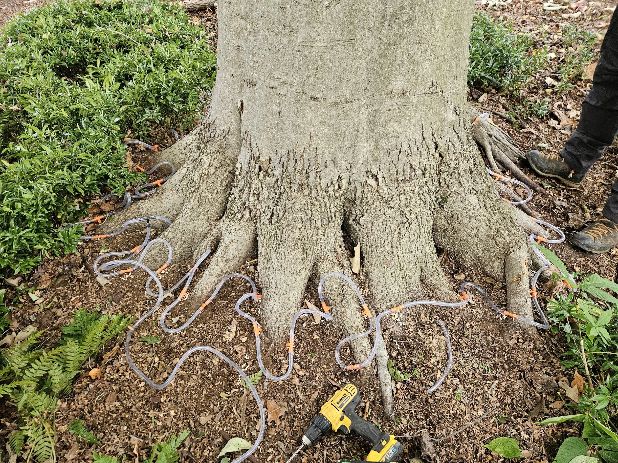 ISA Certified Arborist Bobby Solar performing a Beech Leaf Disease macro infusion treatment on a mature American beech tree in Charlottesville, Virginia.