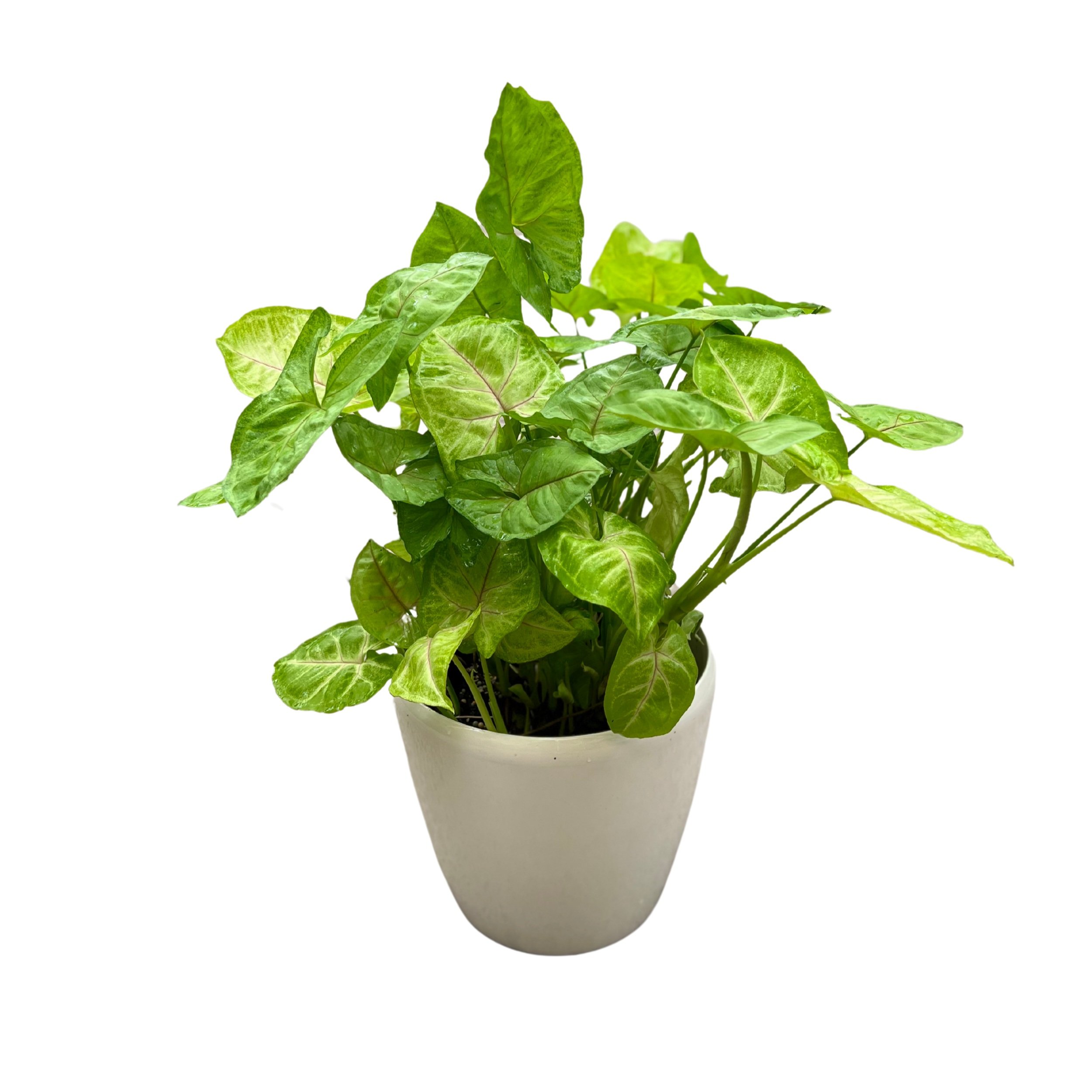 Arrowhead Plant (Syngonium)