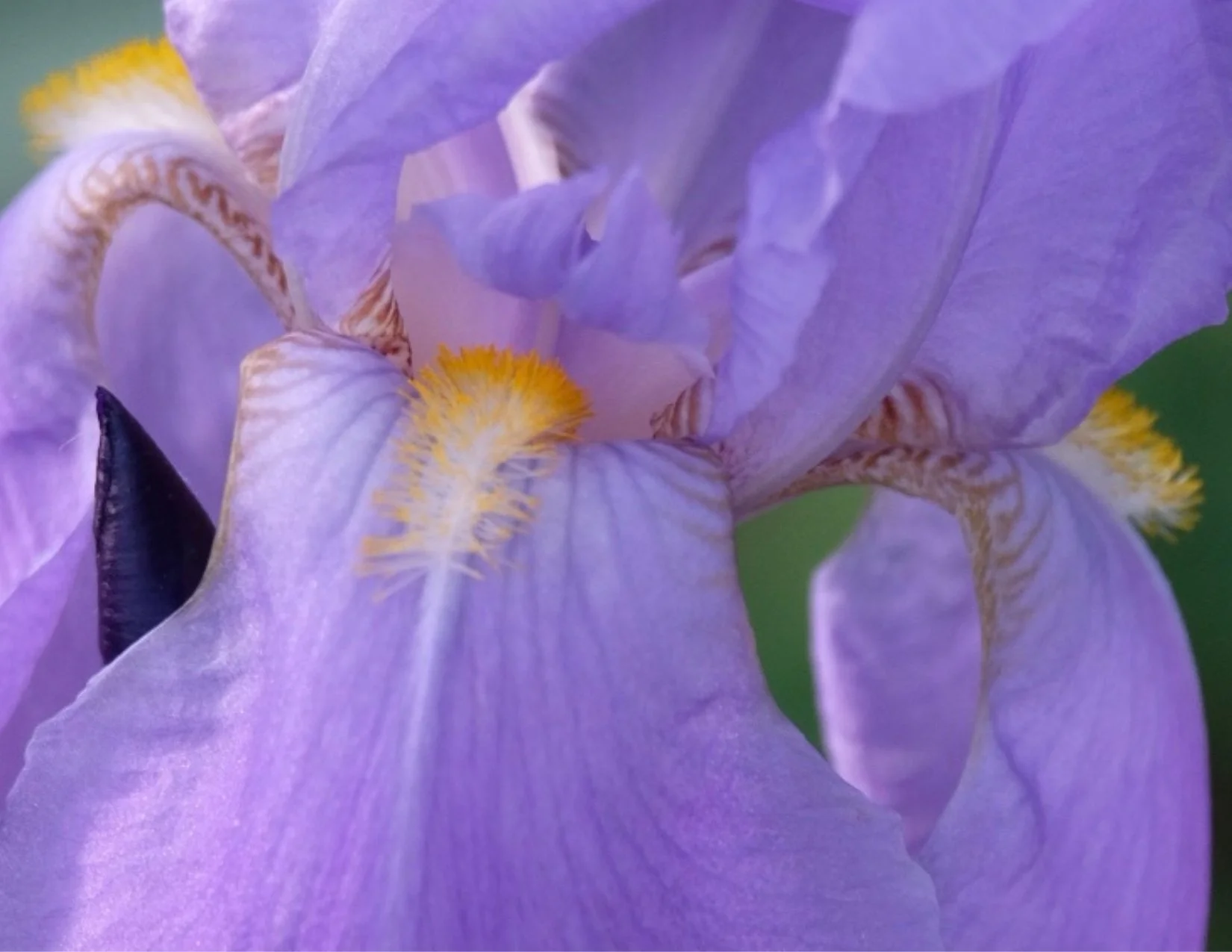 front - purple iris.jpeg