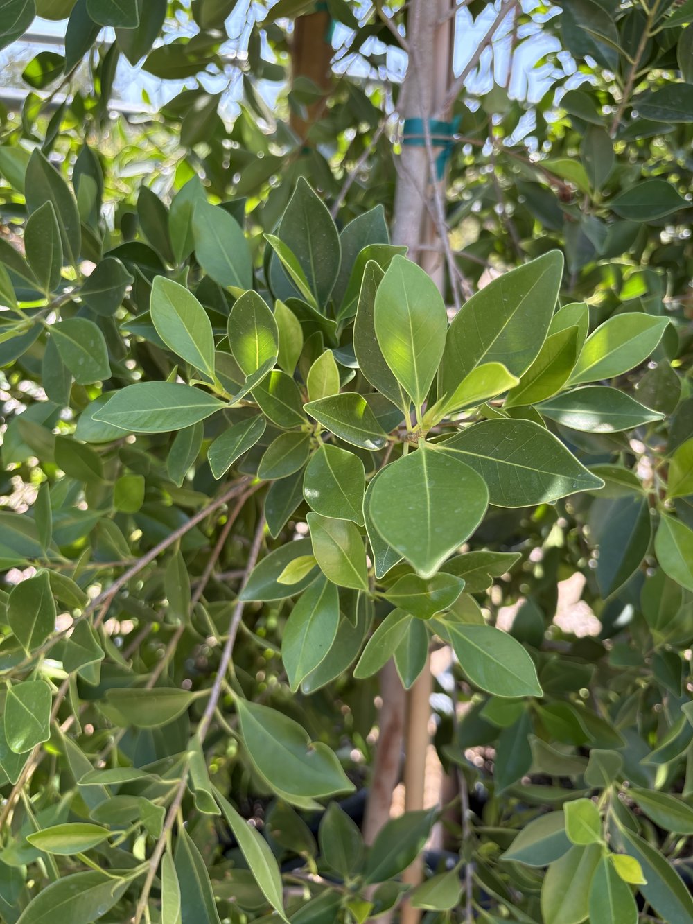25 Gallon Indian Laurel Columns 'Ficus nitida' Evergreen Tree — Delivery \u0026  Pickup, image size:1000x1333